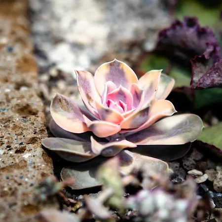 Irina Διαμέρισμα