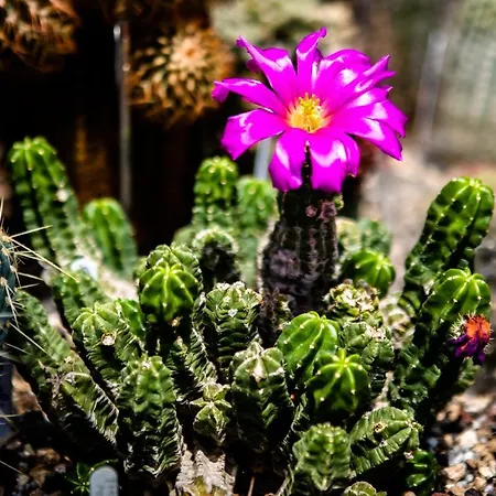 Διαμέρισμα Irina *