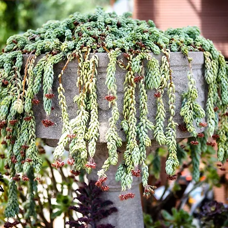 Apartment Irina Paloznak