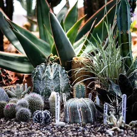 Irina Διαμέρισμα *